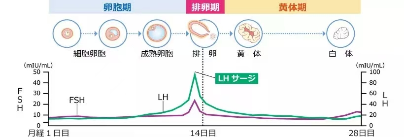 黄体期促排.jpg